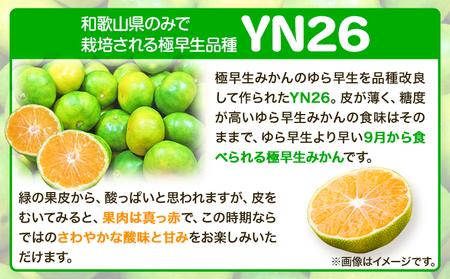 YN26 極早生 みかん 約 5kg（2S～Mサイズおまかせ）《2024年9月中旬-10月末頃出荷》和歌山県 日高川町 フルーツ 果物 極早生 厳選館