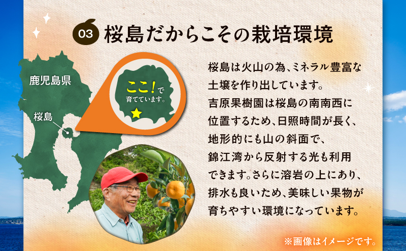 【訳あり品】旬の朝採り！鹿児島桜島小みかん 1箱　K343-003