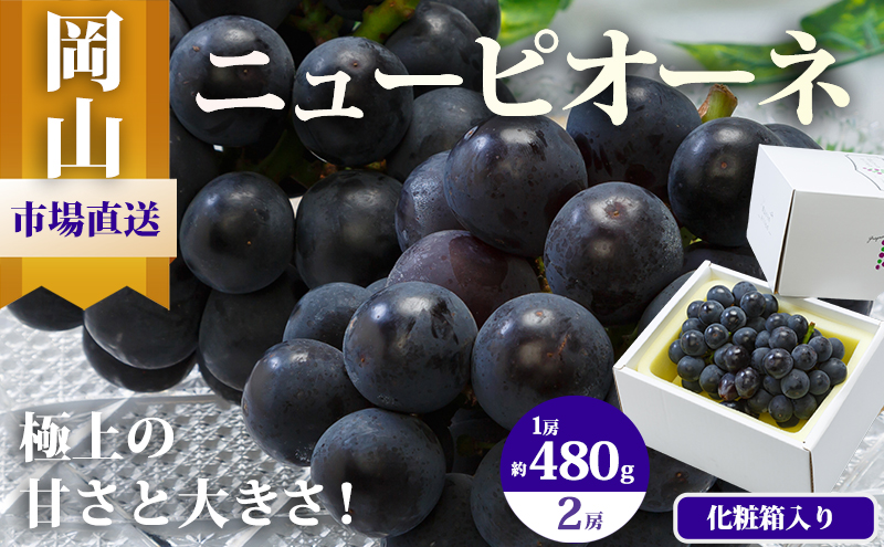 ぶどう 2025年 先行予約 ニュー ピオーネ 2房（1房480g以上）約1kg 化粧箱入り ブドウ 葡萄 岡山県産 国産 フルーツ 果物 ギフト