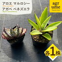 【ふるさと納税】アロエ マルロシー ＆ アガベ ベネズエラ　各1株 長与町/グリューム　Aloe marlothii Agave desmettiana[EAI113] 観葉植物 多肉植物 苗 植物 アロエ あろえ アガベ あがべ インテリア セット