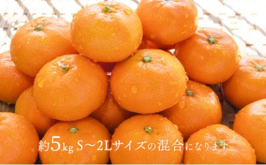 【2026年12月下旬より順次発送】至福の青島みかん 約5kg 望月自然農園 静岡県貯蔵ミカン品評会優秀賞 フルーツ 柑橘 オレンジ みかん◆