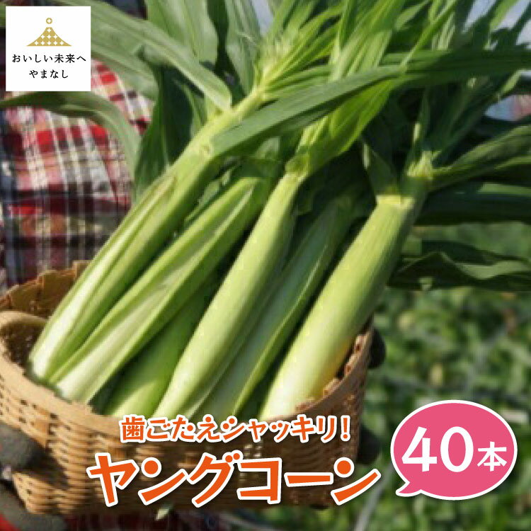 【ふるさと納税】【期間限定発送】 とうもろこし 歯ごたえシャッキリ ! ヤングコーン 40本 2kg [しゃんと畑 山梨県 中央市] 野菜 トウモロコシ コーン ベビーコーン 皮付き 【2026年5月下旬～6月上旬発送予定】