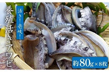 国産養殖アワビ 活き！壱岐！アワビ（約640g） 約80g×8枚 [JDQ003]あわび/鮑/BBQ 22000 22000円 のし プレゼント ギフト 冷蔵配送