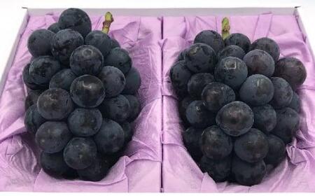 ぶどう 2026年 ニュー ピオーネ 2房（1房約650g前後）産地直送 ぶどう ピオーネ