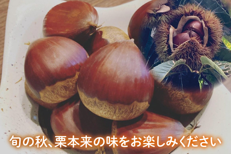 【先行予約】【9月中旬より順次発送】石岡市鶴沼の栗（生栗）2kg（茨城県共通返礼品/石岡市）【くり 栗 農薬不使用 オーガニック オーガニッ栗 珍しい 希少 秋 茨城県産 果物 果樹 栗ご飯 水戸市】