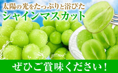 【2026年発送先行予約】シャインマスカット 晴王 2ヶ月 定期便 650g(1房)×2回お届け 最高級品 シャイン マスカット《2026年9月中旬-10月中旬頃出荷予定》 晴レ乃青果(岡山中央卸売市