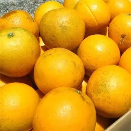 バレンシアオレンジ[約7kg]湯浅町田村産 春みかん(無選別・果実サイズ混合)【1284460】