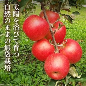 【青森直送 季節の味覚をお届け!】サンふじ 10kg×1箱(訳あり)青森産 産地直送 限定生産【配送不可地域：離島】【1700920】