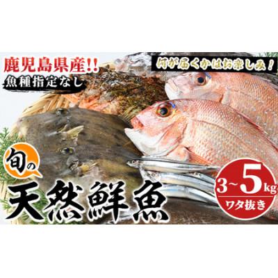 ふるさと納税 阿久根市 旬の天然鮮魚BOX(3〜5kg)　さるがく水産　a-20-29