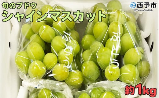 予約受付＜旬のブドウ「シャインマスカット」約1kg＞ 果物 フルーツ ぶどう 葡萄 種無し たねなし 皮ごと 甘い おいしい 食べやすい 期間限定 季節限定 食べて応援 特産品 愛媛県 西予市【冷蔵】