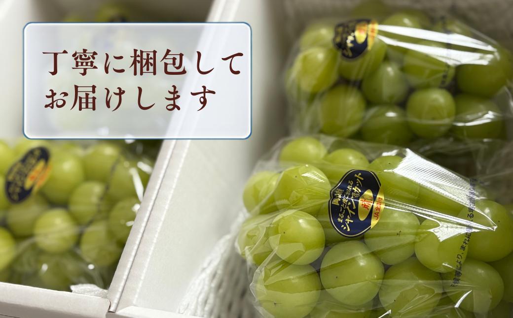 岡山県産 シャインマスカット ぶどう 葡萄  ジューシー 果物 国産 フルーツ 旬の果物 産地直送 人気 数量限定 先行予約