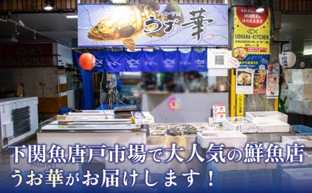 のどぐろ 500g up 1尾 特大 サイズ 冷凍 アカムツ 下関 唐戸市場 直送 ( のどぐろ 下関名産のどぐろ 下関水揚げのどぐろ 高級魚のどぐろ 白身のどぐろ 刺身や煮つけにおすすめのどぐろ お