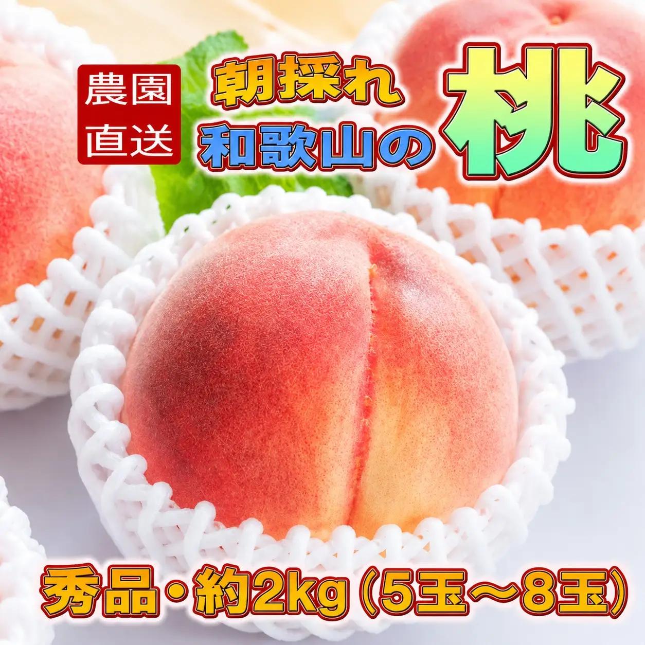 【農園直送】朝採れ和歌山の桃　約2kg・秀品【2026年度発送分】※2026年6月下旬～2026年8月上旬頃順次発送【tec910B】