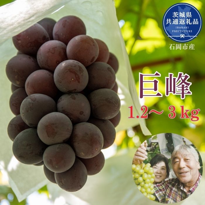 【ふるさと納税】開田ぶどう園 巨峰 1.2kg 2kg 3kg （茨城県共通返礼品・石岡市産） ／ 巨峰 ぶどう 葡萄 ブドウ 果物 フルーツ 1.2kg 2kg 3kg