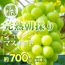 【ふるさと納税】シャインマスカット 1房 約700g 朝摘み 朝採れ 岡山県産 ぶどう 葡萄 ブドウ 種無し 果物 スイーツ フルーツ デザート 【完熟朝採り】シャインマスカット 1房 約700g