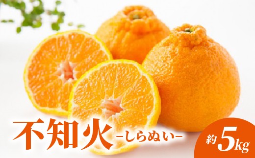 不知火 しらぬい 約5kg _c-143