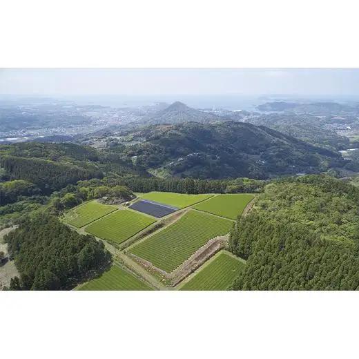 【黄綬褒章受章】 無農薬で人気の有機茶3種セット お茶 緑茶 ほうじ茶 日本茶  お茶 