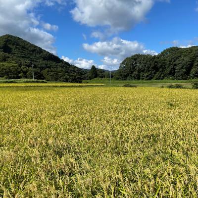 ふるさと納税 庄原市 【毎月定期便】特別栽培米「糸原家のお米」高野町産コシヒカリ5キロ(玄米)全12回 |  | 02