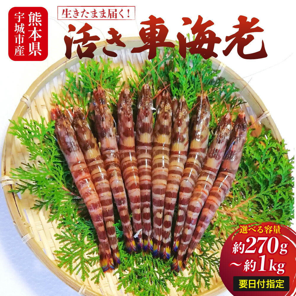 【ふるさと納税】【配送日必須】【先行予約】熊本県産 活き車海老 約270g〜1kg 8〜45尾程度 生きたまま 活き 車エビ 海老 えび エビ 海鮮 魚介類 新鮮 国産 九州産 熊本県産 送料無料 【発送期間11月14日から2月28日】