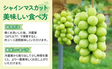 【先行受付2025年発送】大房シャインマスカット１房 贈答化粧箱入（500g以上）農薬節減長野県認証｜東御こもだ果樹園　※2025年9月下旬~10月下旬に発送予定