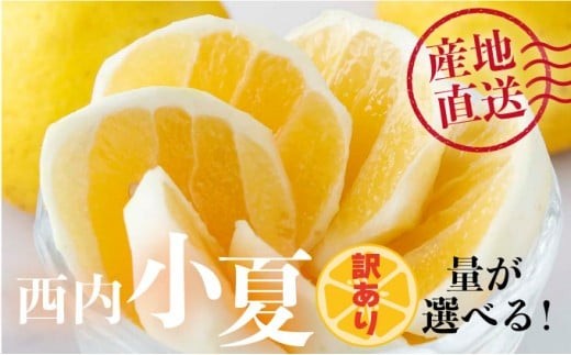 
                  量が選べる【先行予約】＜訳アリ＞西内小夏　3･5･10kg　N51 N42 N52
                