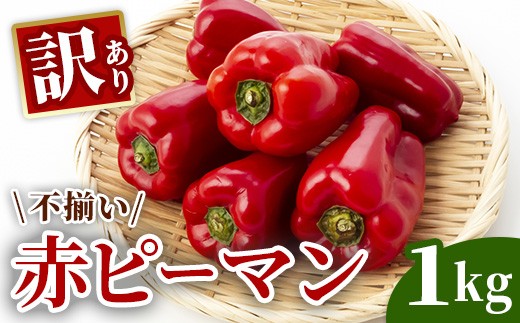 先行予約【訳あり】ふぞろい赤ピーマン 1kg《農家直送》【2026年9月から発送予定】
