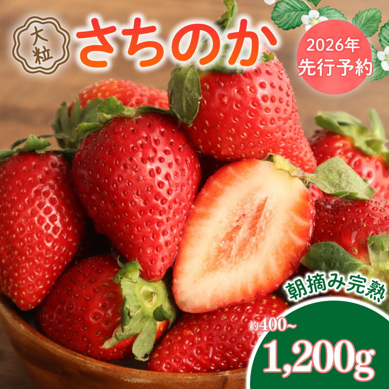 【ふるさと納税】 いちご 2026年 先行予約 大粒 9～18粒 選べる 約400g~1200g 1～3箱 2026 年 2~3月 発送 さちのか 国産 イチゴ 苺 ストロベリー アフター保証 新鮮 朝摘み 旬 冷蔵 フルーツ 果物 くだもの デザート 産地直送 期間限定 送料無料 千葉県 旭市 向後いちご園