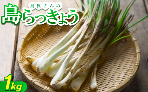 【2026年5月上旬から順次発送】農家直送!国頭村・島袋さんの採れたて島らっきょう 1kg