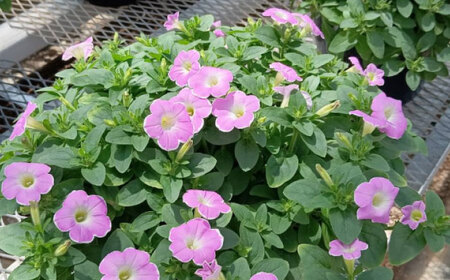 【4月末より順次発送】 サフィニア いちごシェイク 鉢花　/ 瑞浪市 中山園芸 花 お花 お祝い 鉢植え 生花 ギフト プレゼント フラワー[AZDC004]