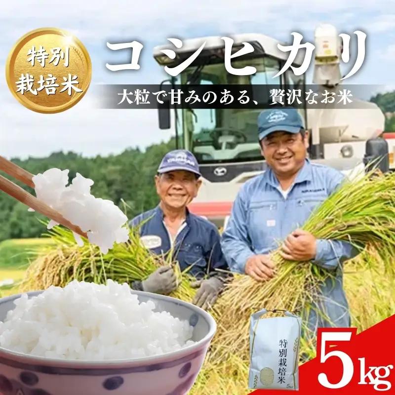 どぶろく荘 コシヒカリ 特別栽培米 棚田米 コシヒカリ 5kg