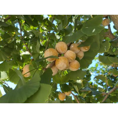 ふるさと納税 稲沢市 祖父江産こだわりの大粒銀杏【500g×2箱】 |  | 01