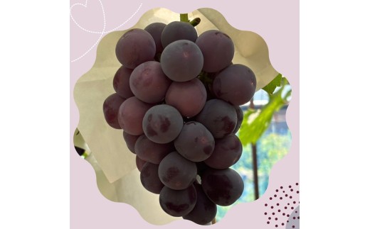 島田農園　ピオーネ1kg（2房入り）【令和9年8月中旬頃発送！予約受付中】【A-160】