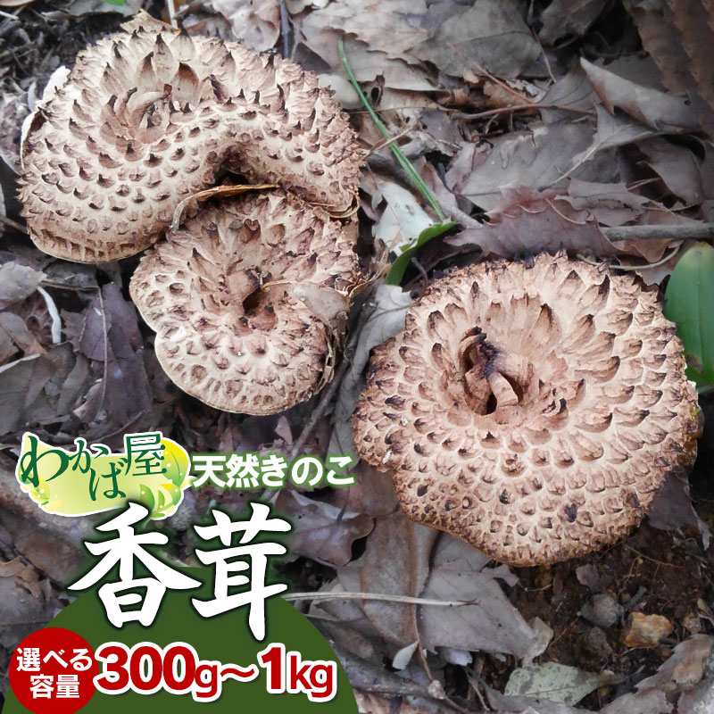 【ふるさと納税】【令和7年産先行予約】香茸(コウタケ)　選べる容量 300g・500g・1kg　きのこ 天然物 獅子茸(ししたけ) 皮茸(かわたけ) ばくろう いのはな わかば屋
