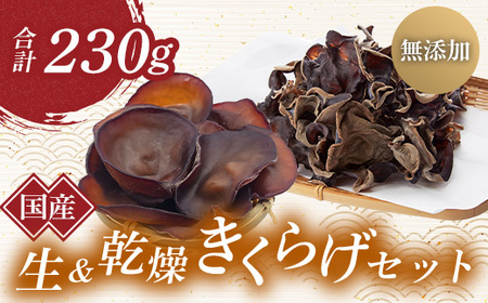 群馬県産 生 乾燥きくらげセット (こたちゃんきくらげ) 無添加 無農薬 国産