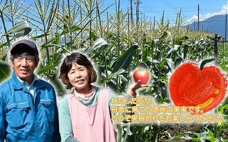 クイーンルージュ 約2.5kg（4～6房）長野県山形村 2414