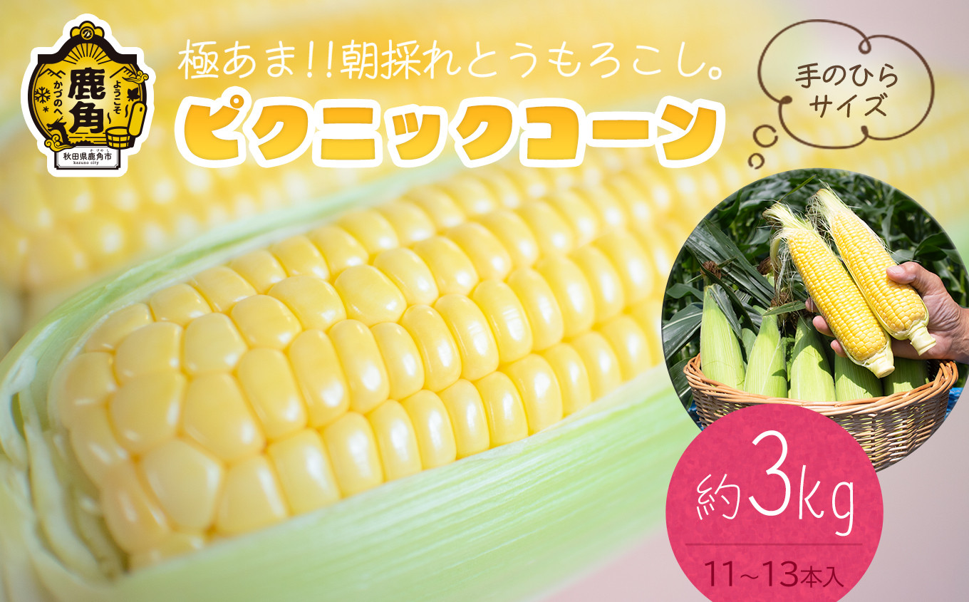 
《先行予約》秋田県鹿角産 朝採り とうもろこし「ピクニックコーン」約3kg（11～13本）【さとう農園】●2024年7月下旬発送開始　新鮮 野菜 安全 トウモロコシ スイートコーン フルーツコーン 中元 お歳暮 母の日 父の日 グルメ ギフト 故郷 秋田 あきた 鹿角市 鹿角 産地直送 農家直送
