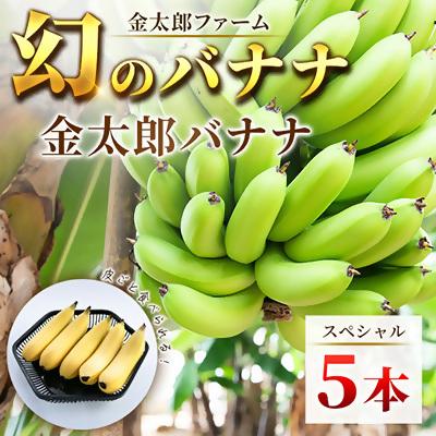 ふるさと納税 南足柄市 南足柄産金太郎バナナ スペシャル5本セット※数に限りがあります