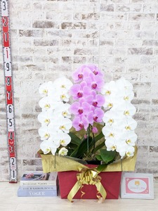 B099　【☆新機能☆ZERO胡蝶蘭】　紅白胡蝶蘭　３本立て＊白・ピンク＊（大輪）＜７つの特典付き！＞〈約高さ９０ｃｍ、横幅５５ｃｍ、奥行き４０ｃｍ〉33輪以上