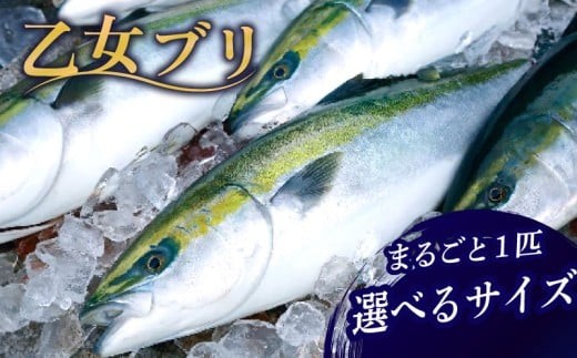 
                  【 スピード配送 】乙女 ブリ まるごと 1本 選べるサイズ 3 ～ 5kg 下処理なし ブランド 鰤 ぶり ブリ 冷蔵 しゃぶ 高知県 須崎市 高知 鰤 年末 正月 KS0331-2xALL
                