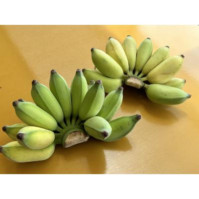 ふるさと納税 糸満市 【産地直送】 南国フーズ アップルバナナ 1kg〜1.2kg