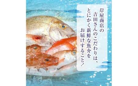 【隔月3回定期便 / 下処理済】鮮魚セット 三陸海の恵み詰め合わせ  (1回あたりのお届け目安：1～2人用) 【 鮮魚 海鮮 お刺身 魚介 魚介類 鮮魚BOX 詰め合わせ セット 三陸産 国産 天然 