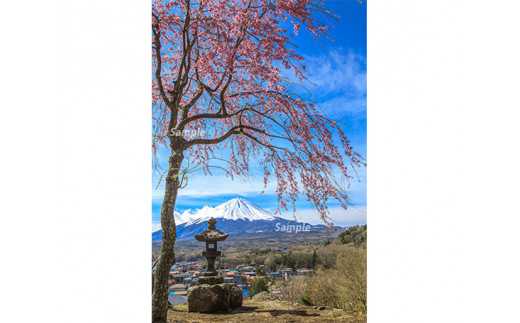 
富士山フォトパネル（桜） NSF010
