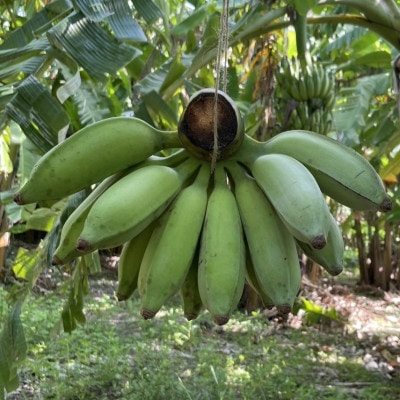 吊るして追熟!飾れる沖縄アップルバナナ2kg【1640917】