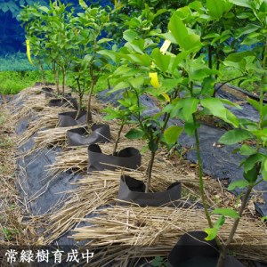 【先行予約】《訳あり》 3年生苗温州ミカン（品種おまかせ）［地中ポット苗］自家栽培 人気 庭木 果物 柑橘類 シンボルツリー 庭作り 実がなる木※2025年10月中旬以降順次発送予定※北海道・沖縄・離