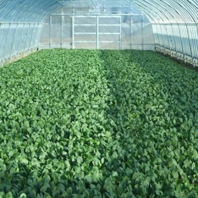 ふるさと納税 普代村 新鮮 採れたて ほうれんそう (185g×12袋) 普代村産 ほうれん草 野菜 やさい サラダ |  | 03