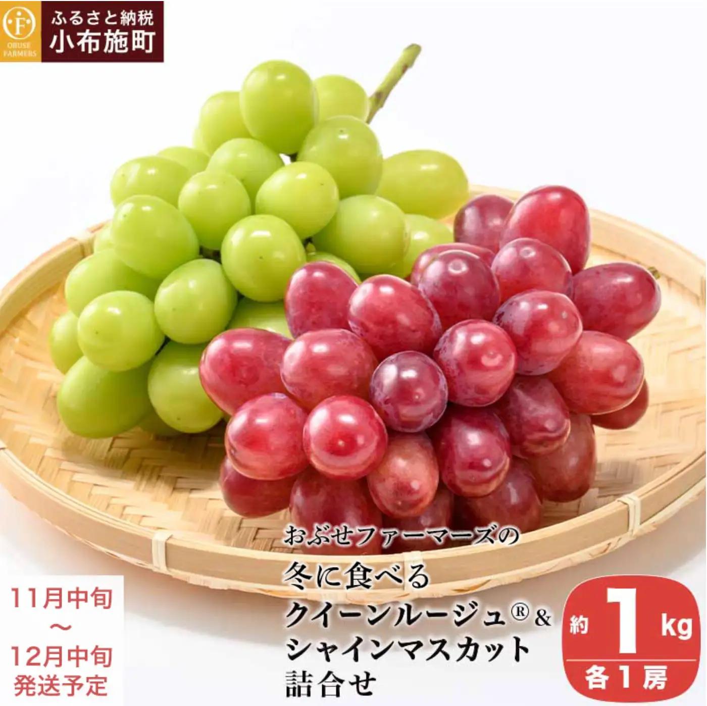 冬に食べるクイーンルージュ®＆シャインマスカット詰合せ 各1房 約1kg ［おぶせファーマーズ］ ぶどう セット 食べ比べ ２種 各 1房 葡萄 ブドウ 果物 フルーツ令和8年産 【2026年11月中旬～12月中旬発送】 [F-554]