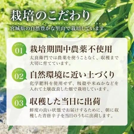 【宮城県産】生青唐辛子 龍の尾 2kgセット(500g×4袋)激辛韓国品種 西根の森|太良衛門【1702350】
