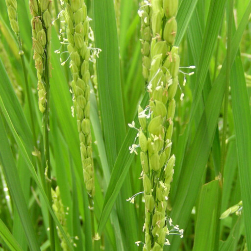 南魚沼産「どん米」無洗米真空パック4kg　ちょっと！うるさいよ！炊き方