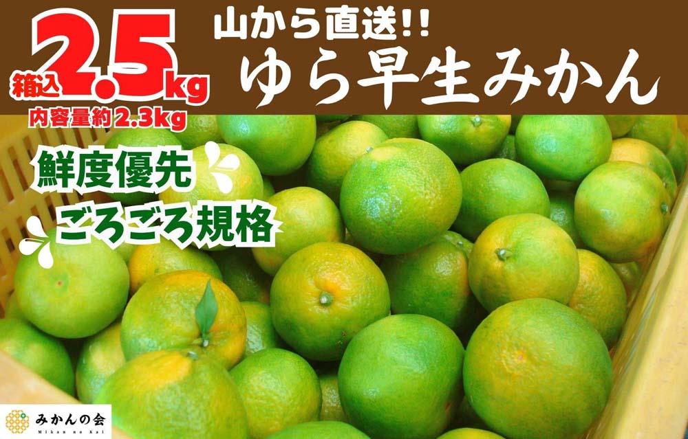 ゆら早生 みかん 山から直送 箱込 2.5kg (内容量 2.3kg) 採れたてそのままごろごろ規格 有田みかん 和歌山県産 【みかんの会】