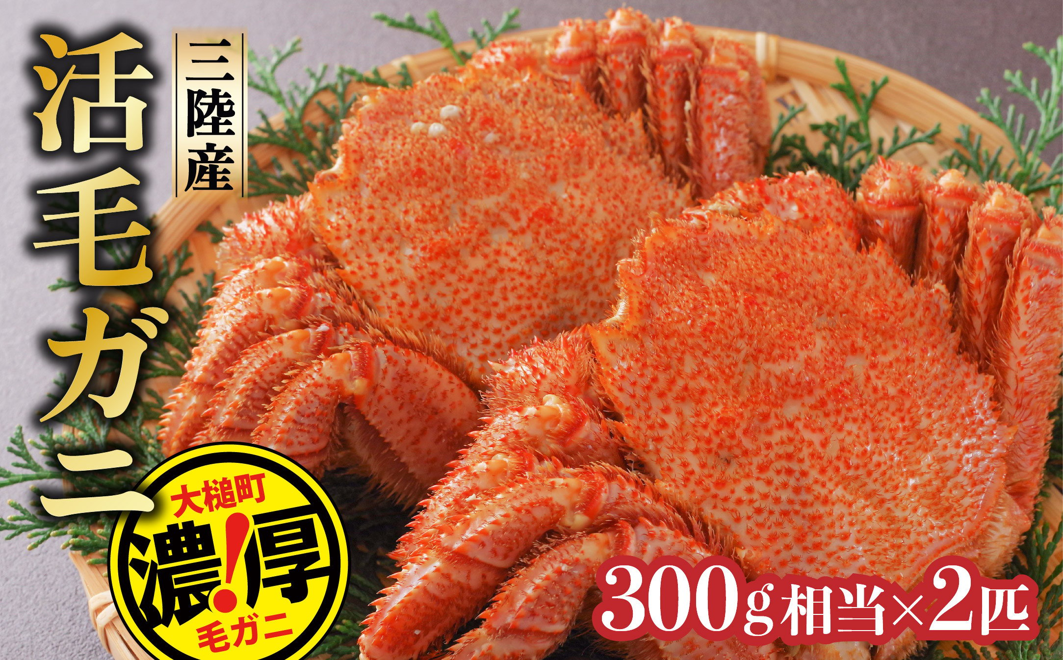 
            【期間限定2月～4月発送】三陸産活毛ガニ300g相当×2杯(2尾) 【35】天然 国産 冷蔵 三陸 直送 濃厚 かに 蟹 カニ 毛ガニ 毛蟹 毛がに 初栄丸
          